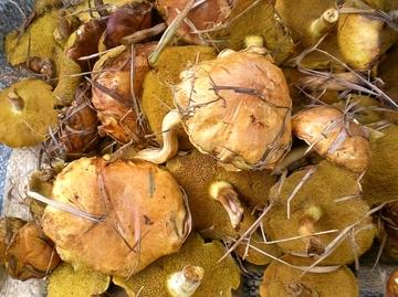 黄粘盖牛肝菌-伞菌目牛肝菌科粘盖牛肝菌属
