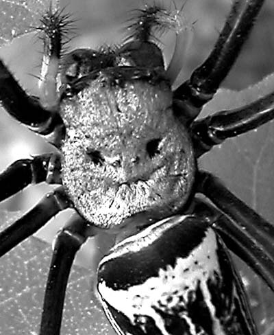 Human Face Spider