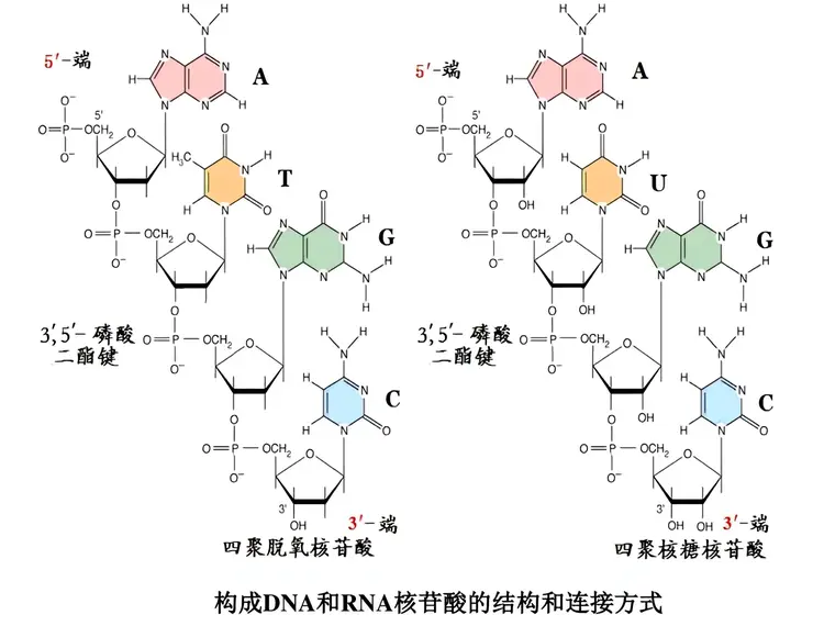 核酸