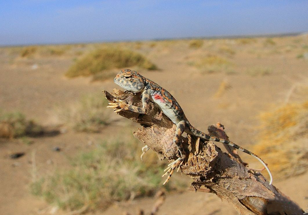 沙漠鬣蜥- 抖音百科, image size:1062x743
