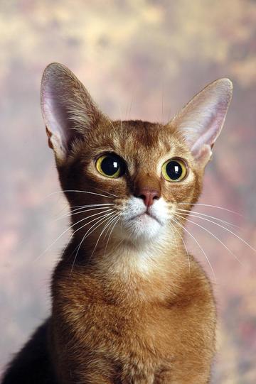 松星-《猫武士》中的雷族族长