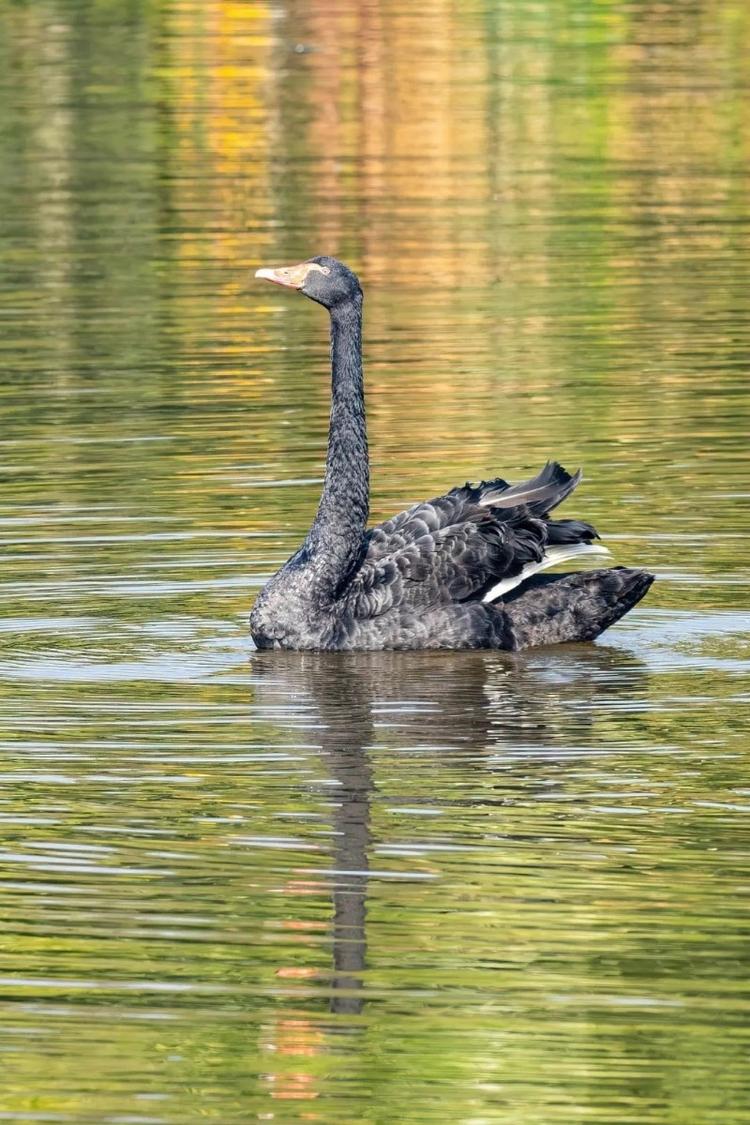 黑天鹅- 抖音百科