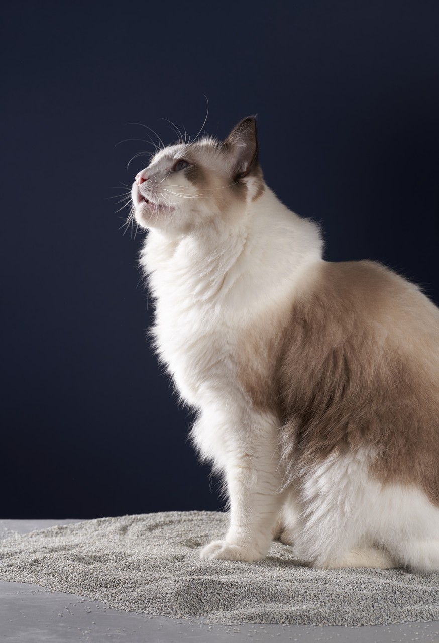 布偶猫- 抖音百科, image size:874x1280