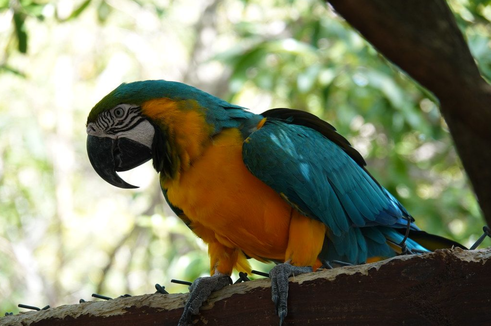 黄蓝金刚鹦鹉- 抖音百科