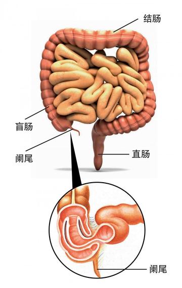 阑尾-器官