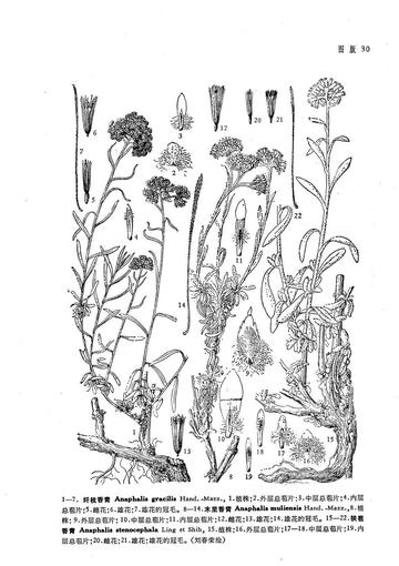 纤枝香青-菊科香青属植物