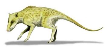 印多霍斯-哺乳动物纲偶蹄目的动物