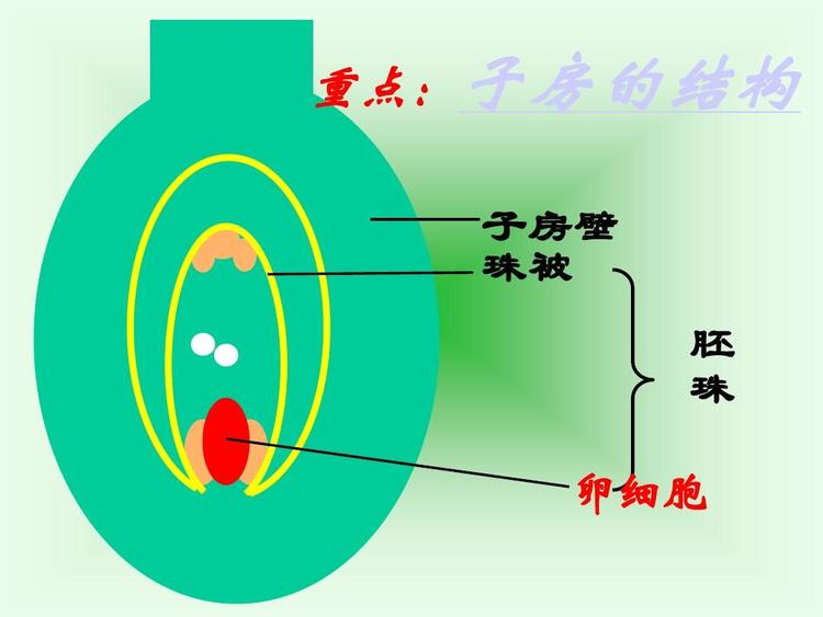 植物子房