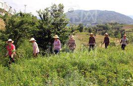 新发村-云南省曲靖市罗平县长底布依族乡新发村