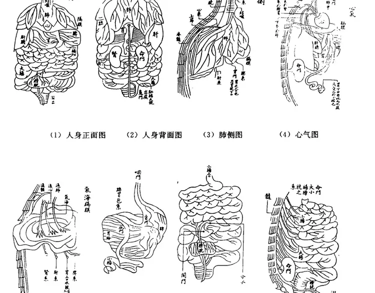 解剖学