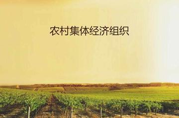集体经济组织-公有制经济组织
