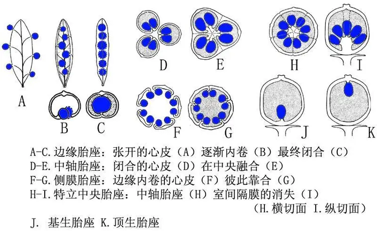 胎座