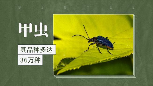 甲虫- 抖音百科