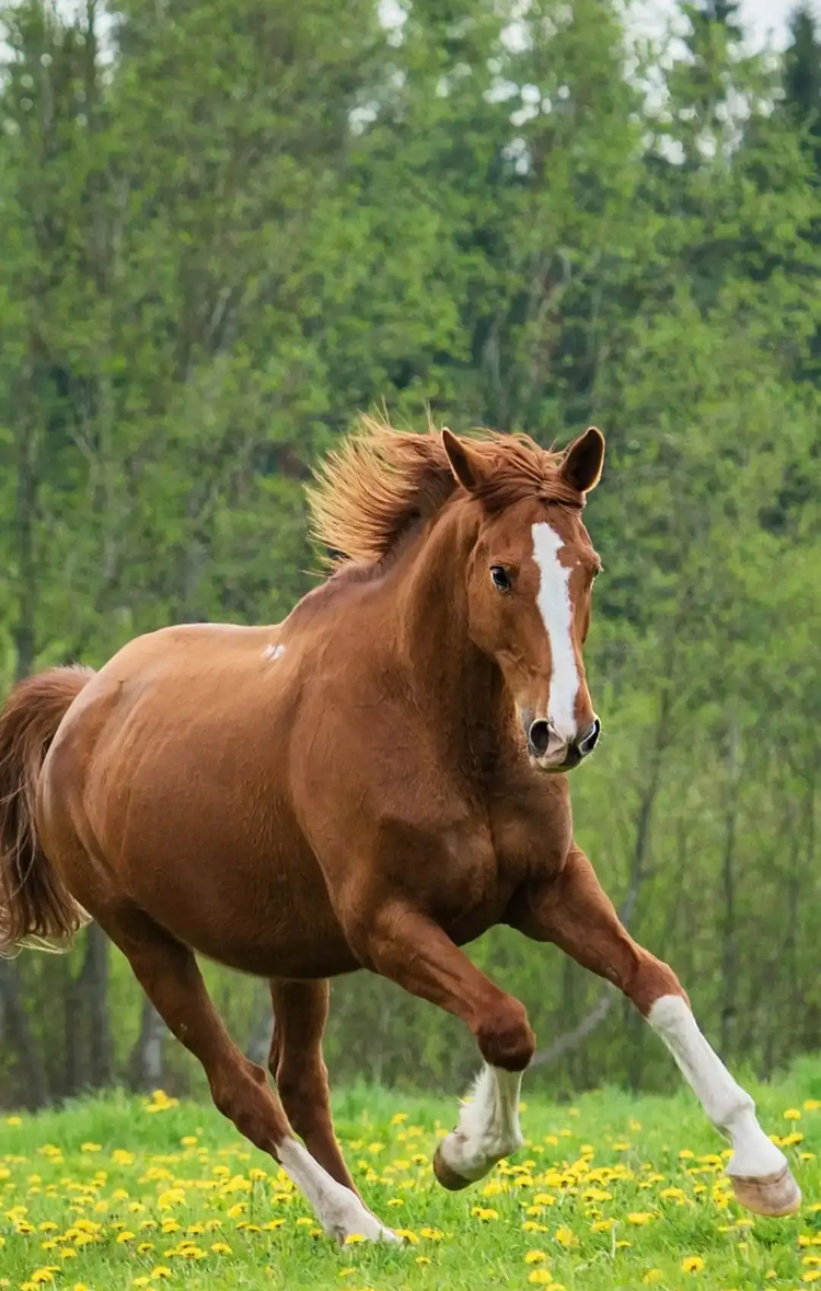 Basic Horse Leveler for Professional Equestrian Arena, image size:750x1180