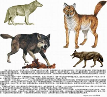 恐狼与狮子的体型对比 羊与狼
