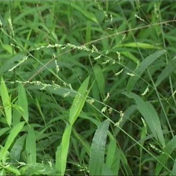 马草-分布于广东、贵州的禾本科植物