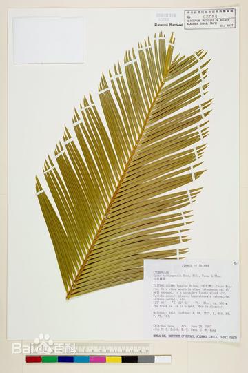 佛欧里画眉草-禾本科画眉草属植物
