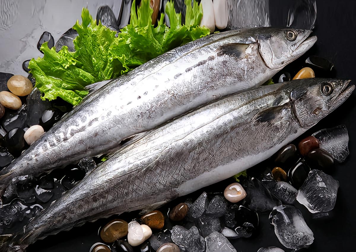 中华马鲛- 抖音百科, image size:1200x850