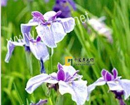南川绣线菊
