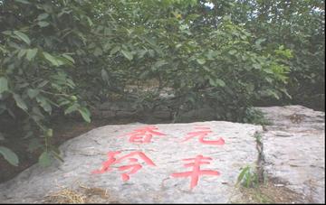 元丰核桃-胡桃科胡桃属植物