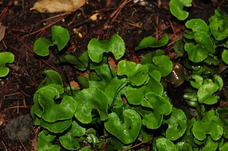 蕨类植物