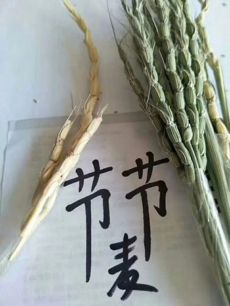 禾本科杂草