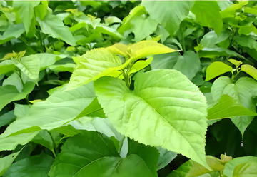 桑芽菜-冷冻蔬菜食品