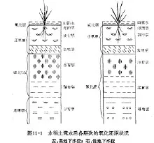 水稻土