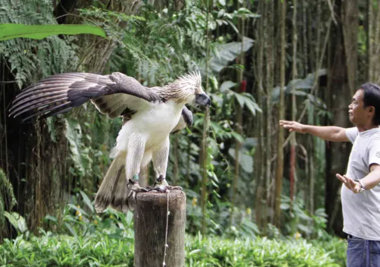 鹰形目- 抖音百科
