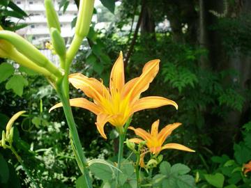 野萱草-百合科植物