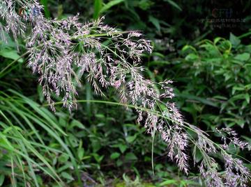两花野青茅-禾本科野青茅属植物