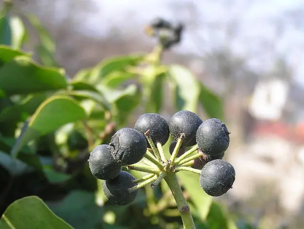 常春藤