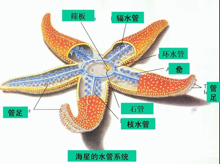 辐射对称动物