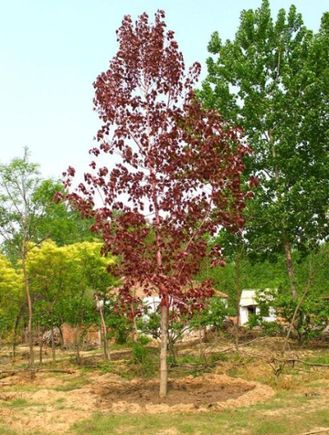 中华红叶杨-杨柳科杨属植物