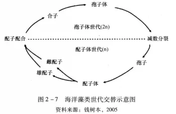 藻类