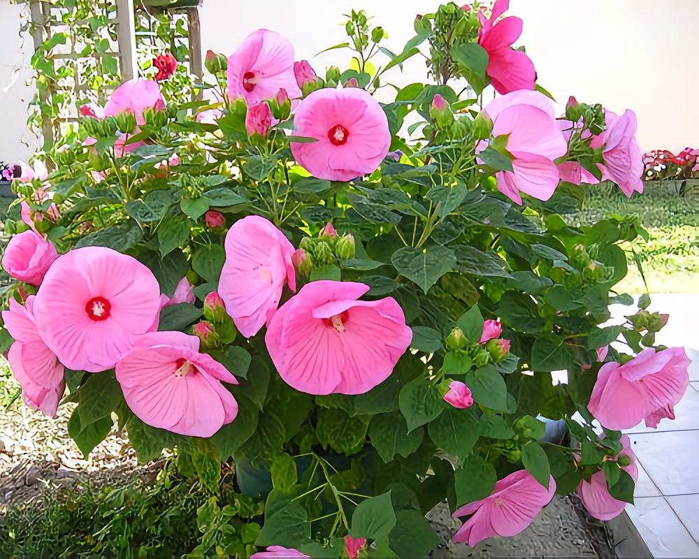 張大千白芙蓉| Chang Dai-chien, White Hibiscus | Fine Chinese