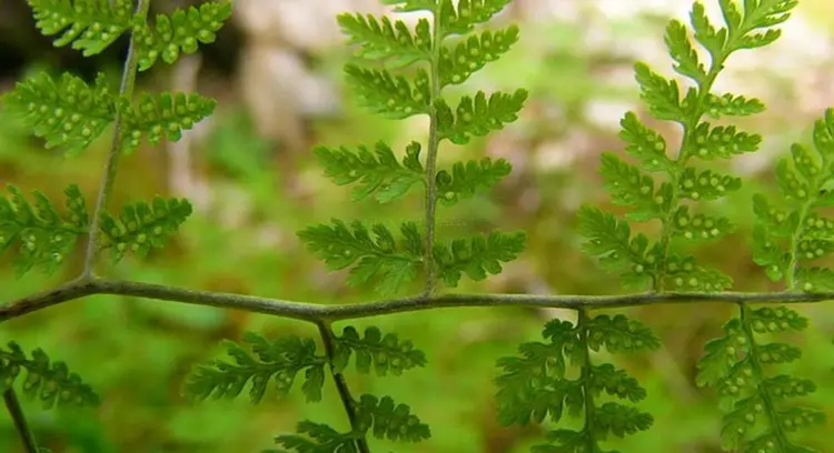 根状茎