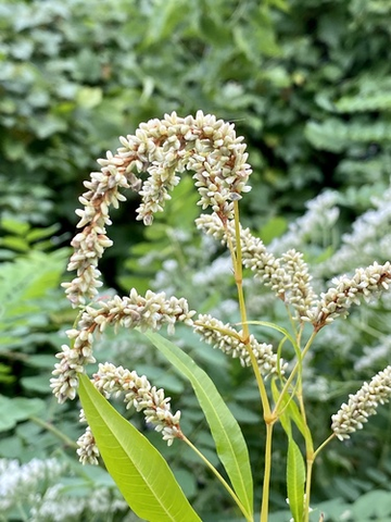 蓼科-石竹目蓼科植物