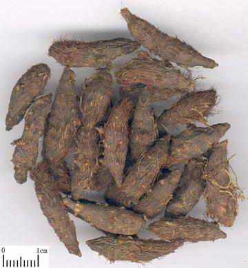 香附-药物