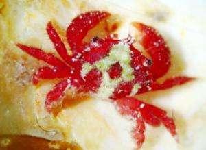 疏毛杨梅蟹-毛刺蟹科杨梅蟹属动物