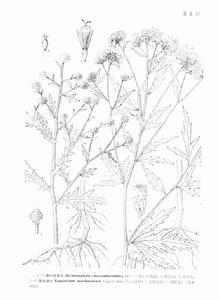 多花泽兰-菊科泽兰属植物