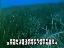 波西多尼亚海草