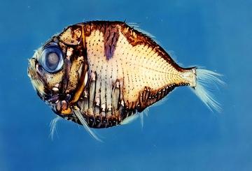 闪电烛光鱼-褶胸鱼科烛光鱼属动物