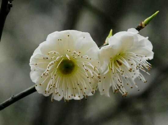 萼 梅 緑萼枝垂 | Prunus mume 'Ryokugakushidare' | かぎけん花図鑑