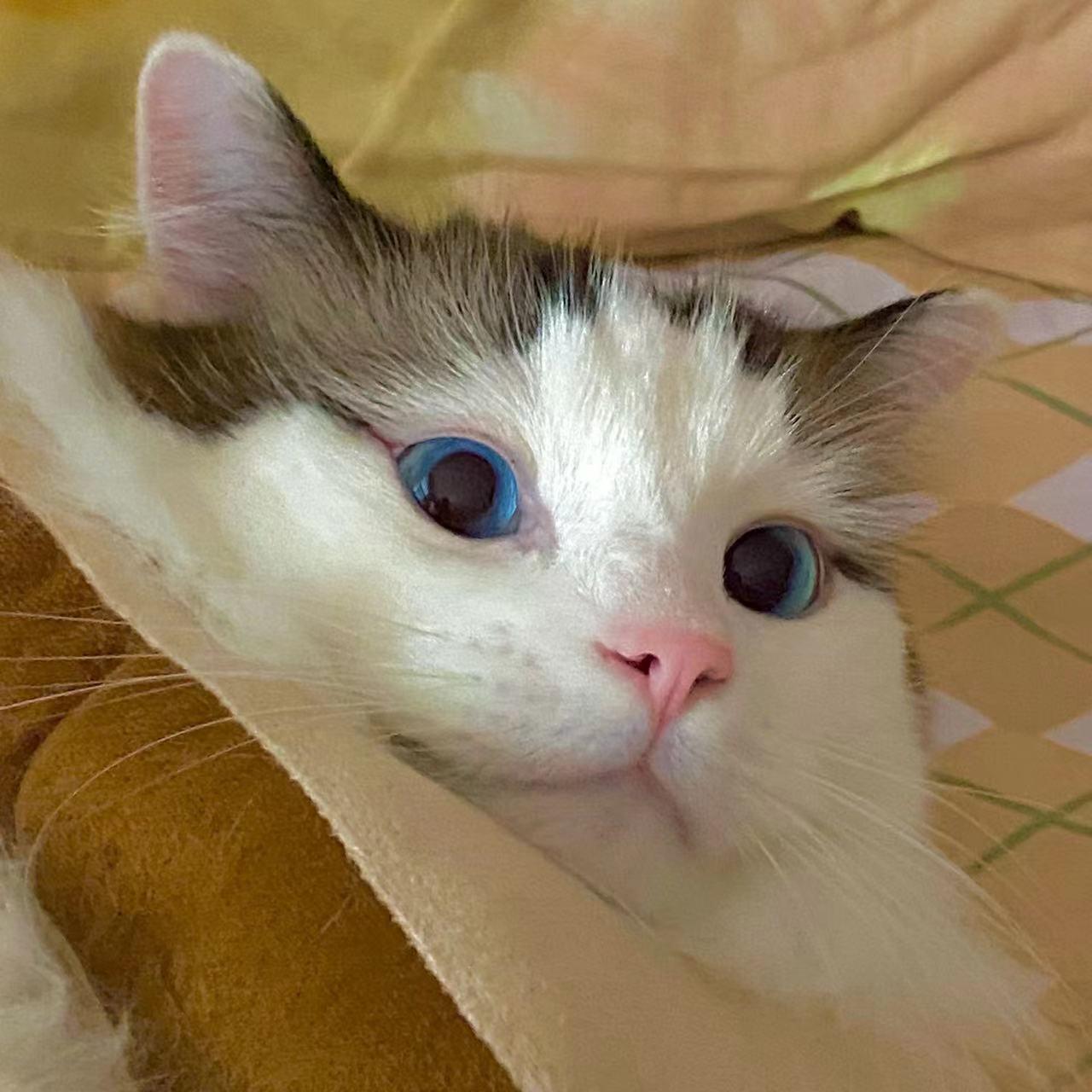 猫- 抖音百科, image size:1280x1280