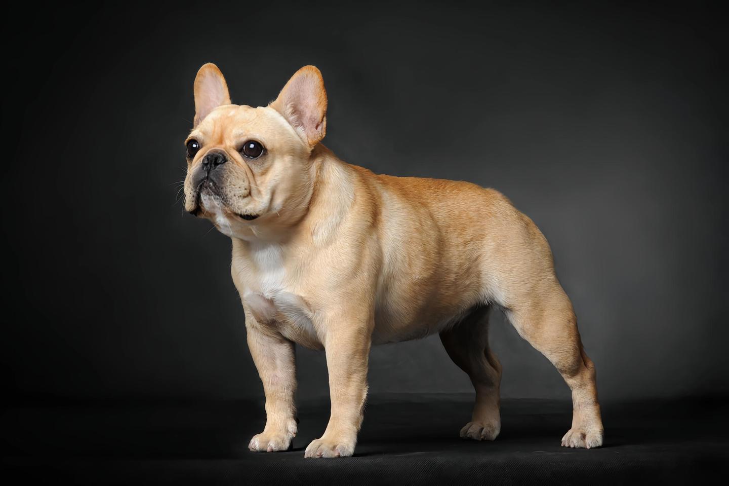 深夜放毒：探索法國鬥牛犬的魅力, image size:1440x959