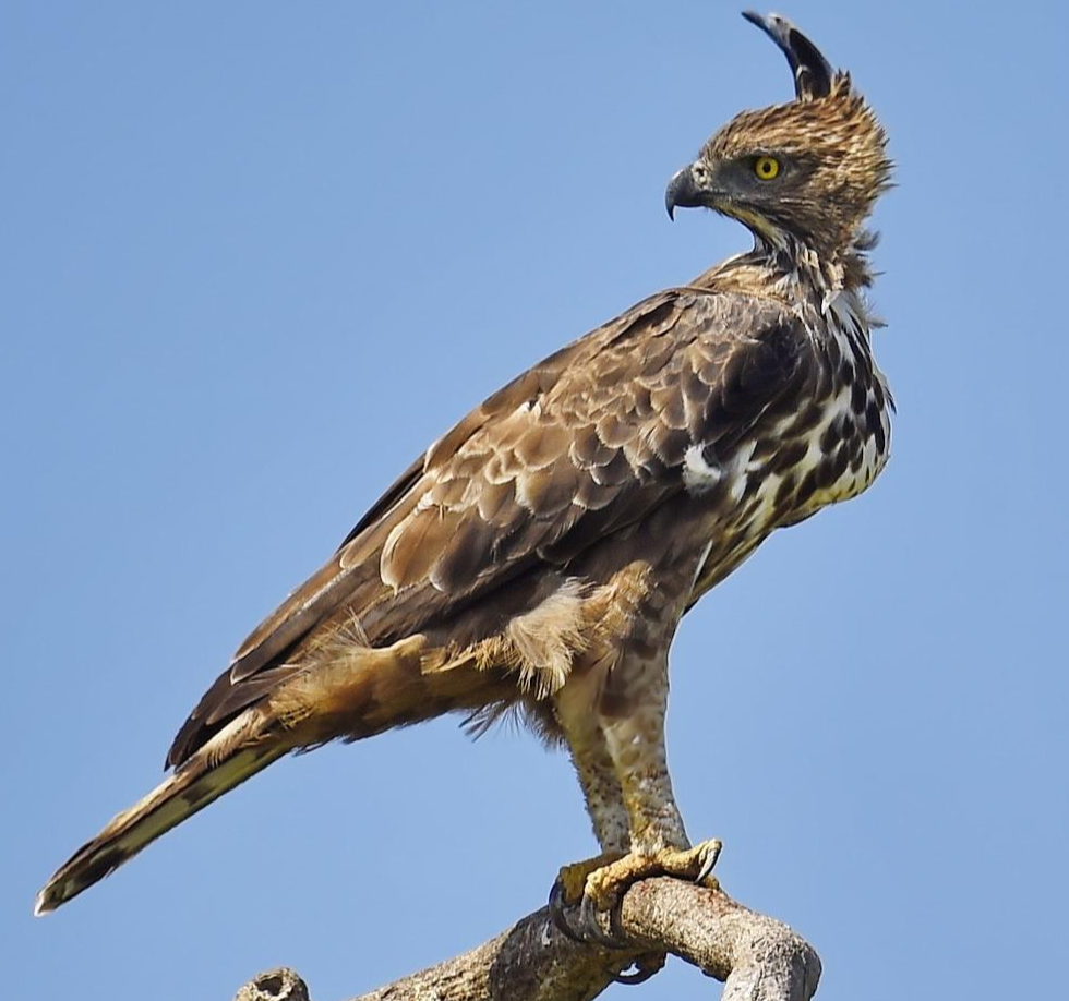 凤头鹰雕- 抖音百科