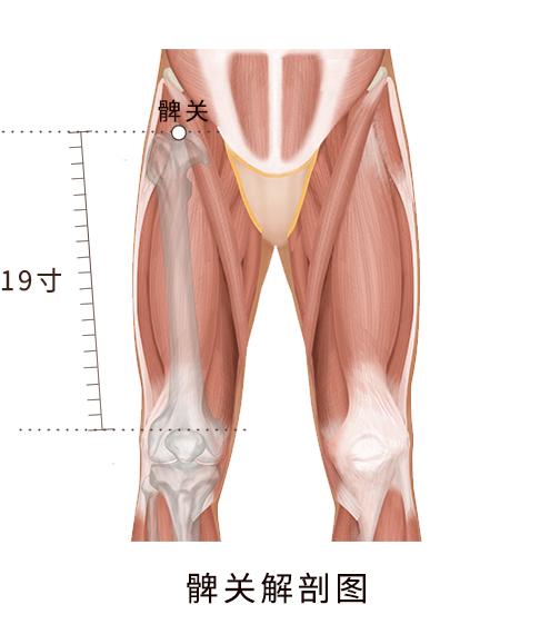 髀关- 抖音百科