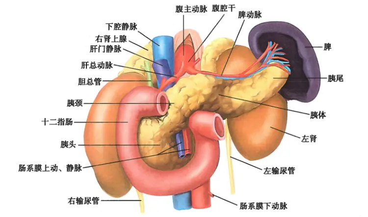 胰腺炎