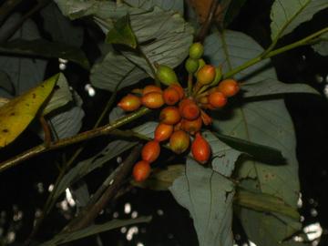 皂帽花-番荔枝科皂帽花属植物